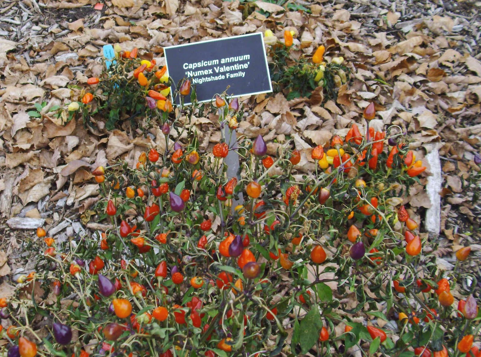 [valentine.chile.peppers.JPG]