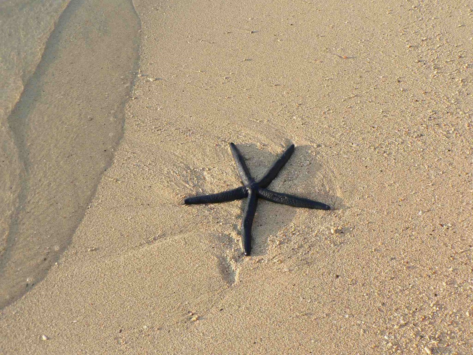[starfish.jpg]