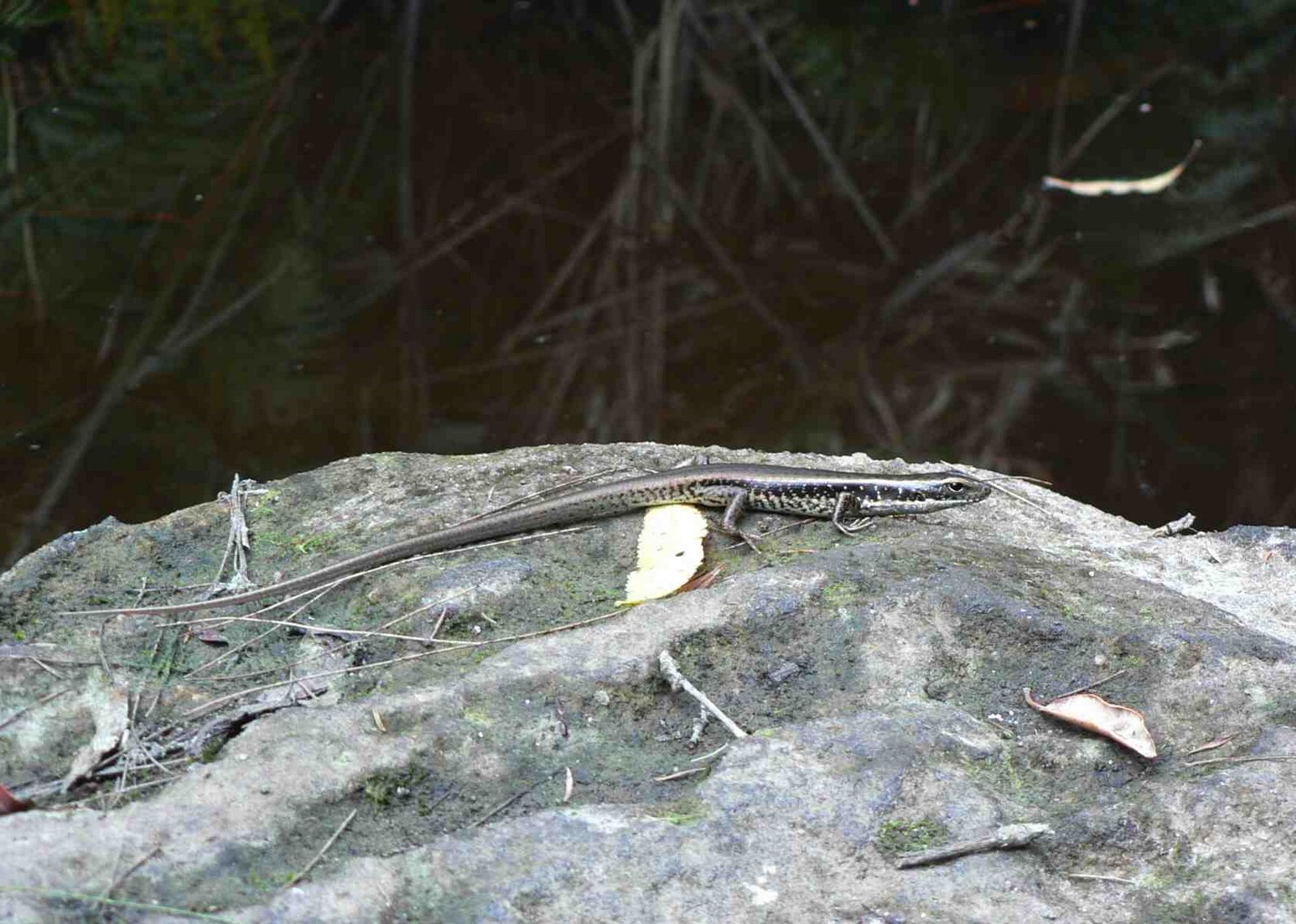 [lizard3.jpg]