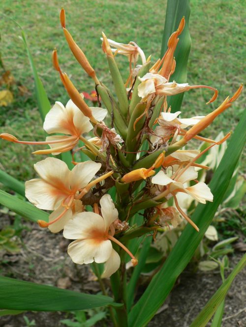 [flower32.jpg]