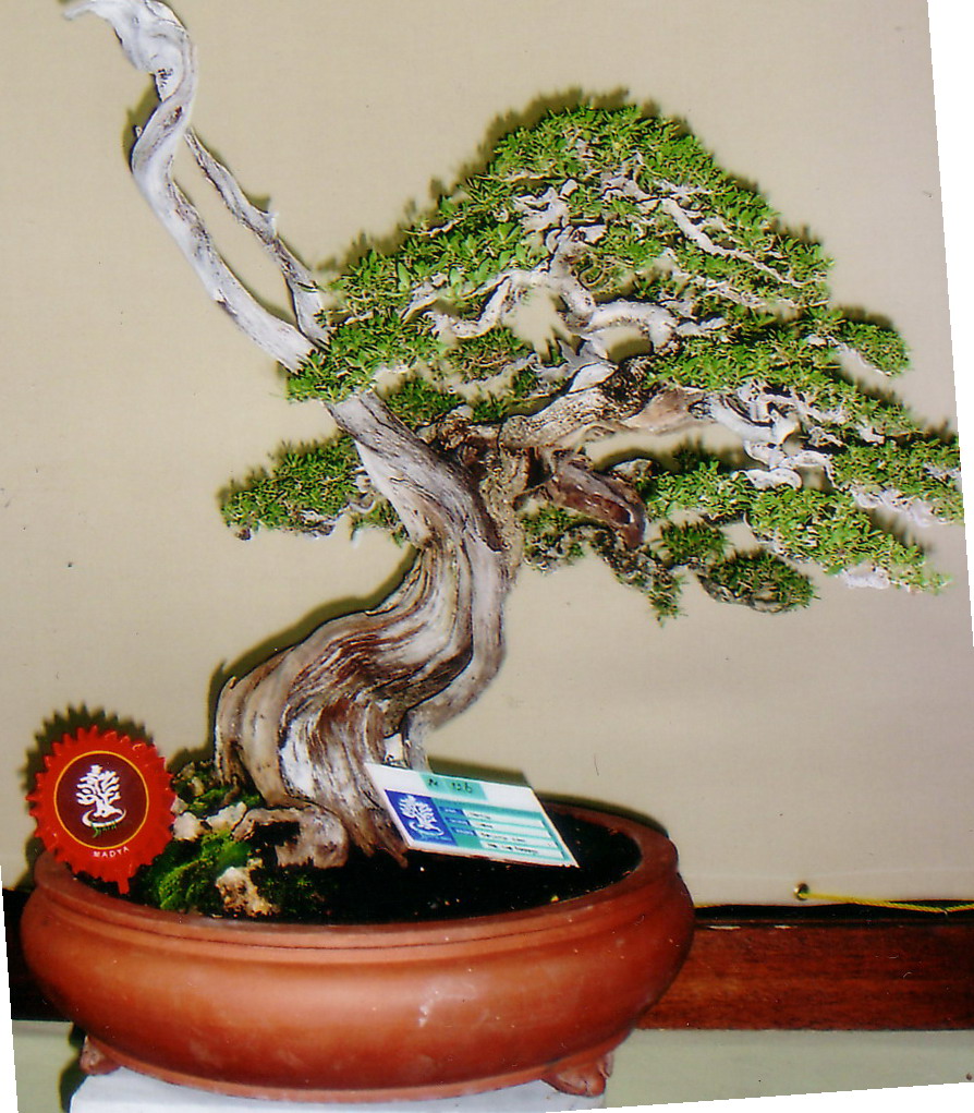 Bonsai Binabagus Bonsai Binabagus