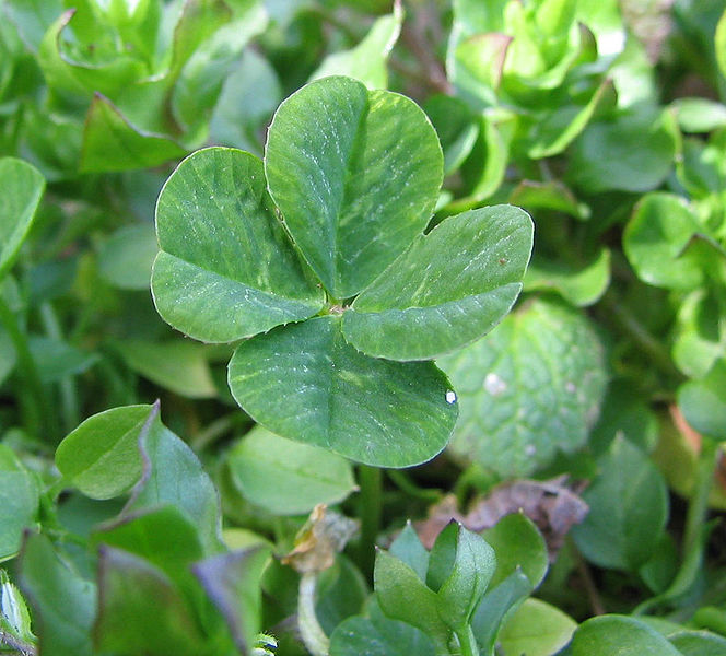 four leaf clover plants