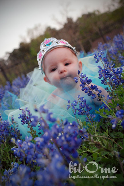 [Bluebonnets-9.jpg]