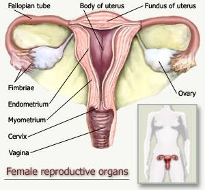 Reproductive organs