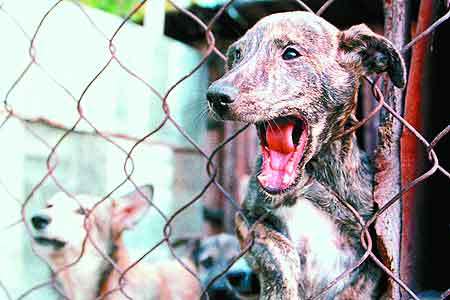 Imágenes: Los animales que podrían desaparecer de la - imagenes de animales de tierra