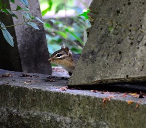 and a Graveyard Chipmunk