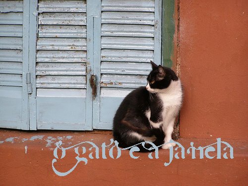 O Gato e a Janela