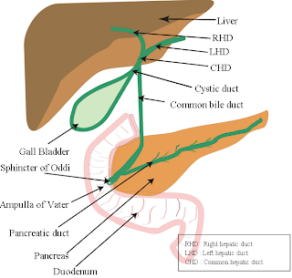 Quantum Mental Entanglement: Digestive system Finished