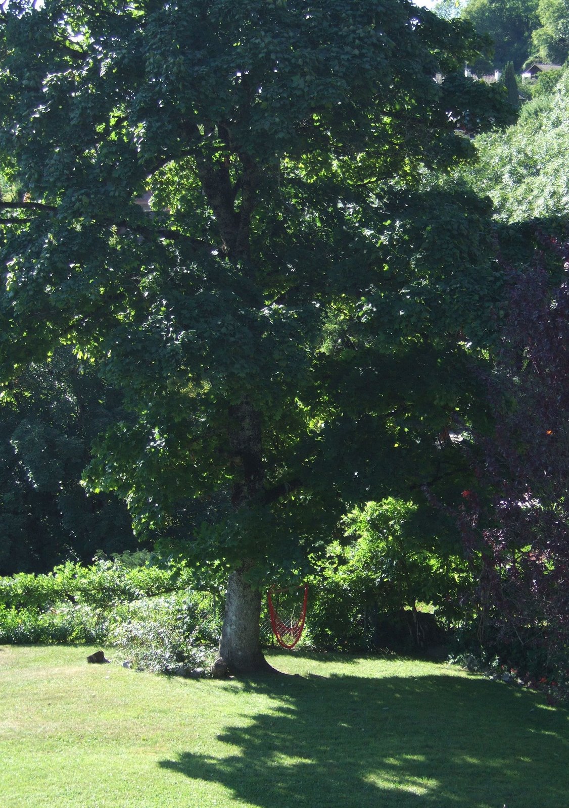 [arbre.JPG]