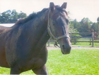 The Horse in the Garage