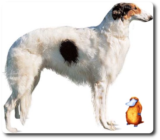 [borzoi.jpg]