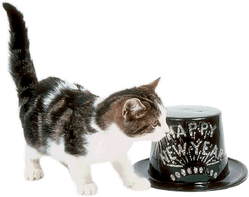 Fireworks voth sparklers each Confessions of a Kitten: Happy New Year!