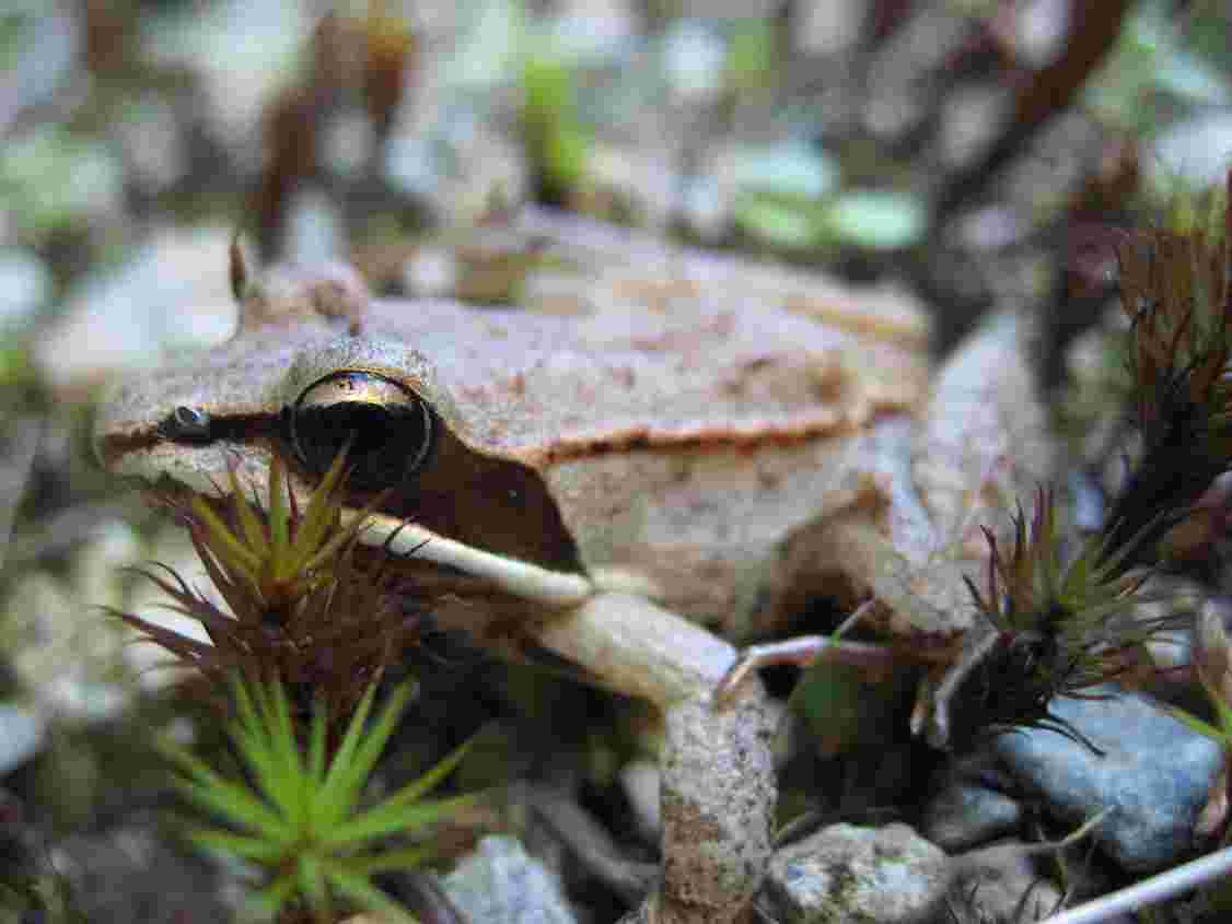 [Lithobates_sylvaticus_(wood_frog).jpg]