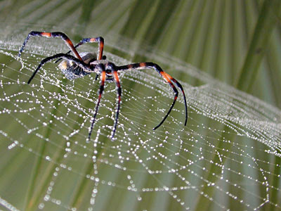 Curiosidades y fotos de animales: Araña