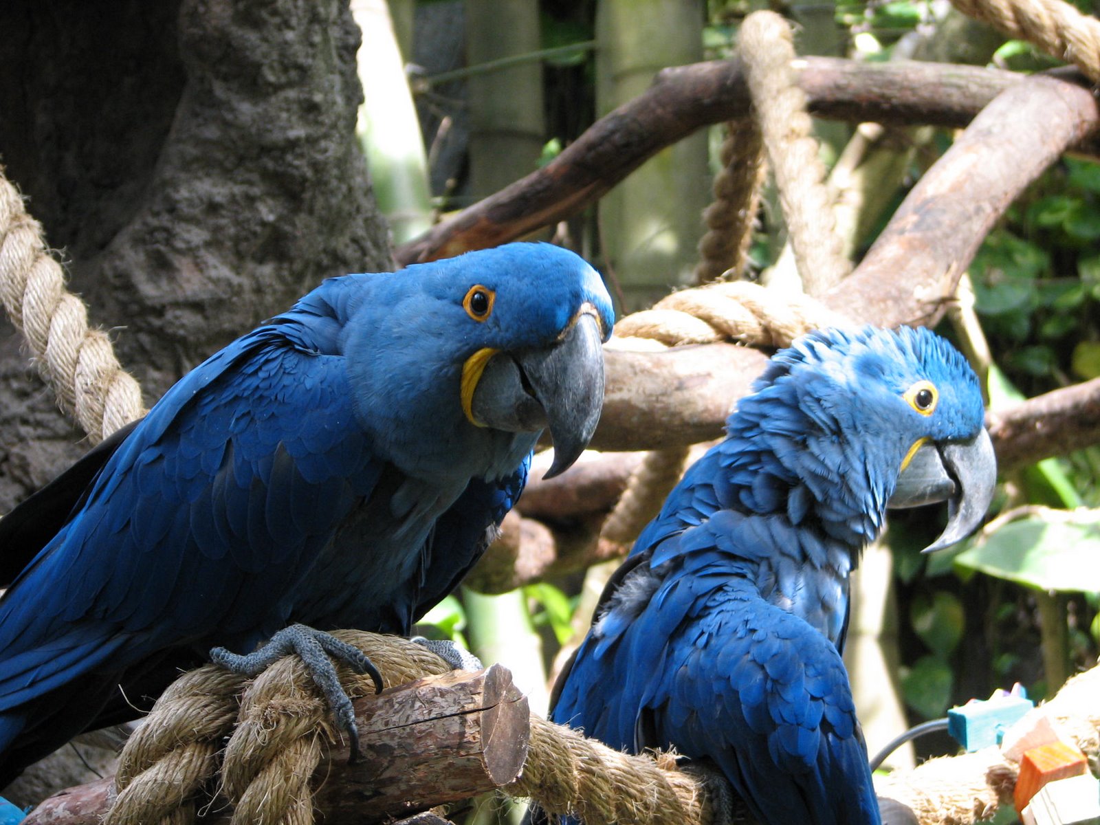 [hyacithmacaws.jpg]