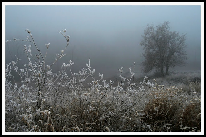 BOIRA I FRED