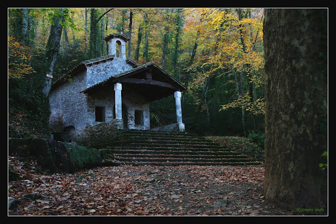 PLACIDESA AL COR DEL BOSC