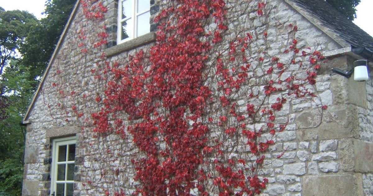 Little Sealed Packages Virginia Creeper