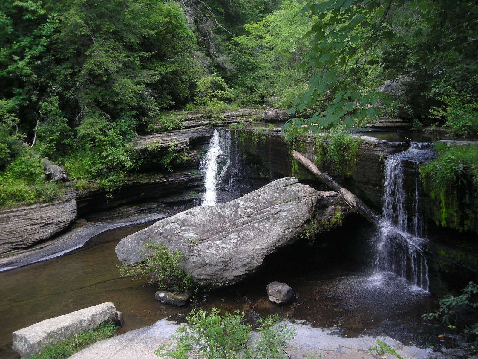 s t a n d i n g w a t e r SAVAGE GULF STATE NATURAL AREA BEERSHEBA