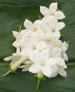 Stephanotis