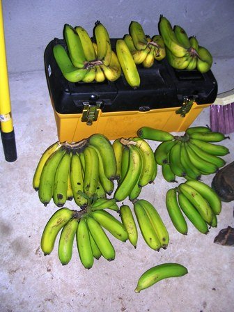 [Bananas!.jpg]