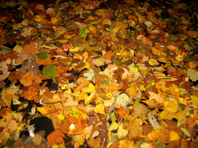 [FLEUVEFEUILLES-1.jpg]