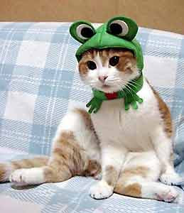 Funny Cat Picture Cat Hat Froggy