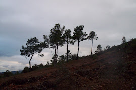 UNIVERSO FORESTAL