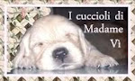 Cuccioli Golden Retriever