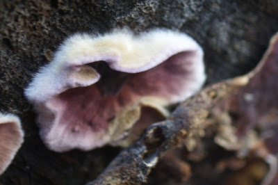 crust fungus