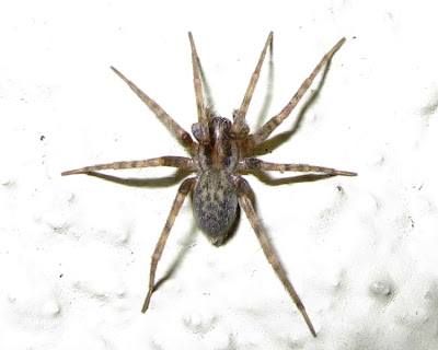 tegenaria