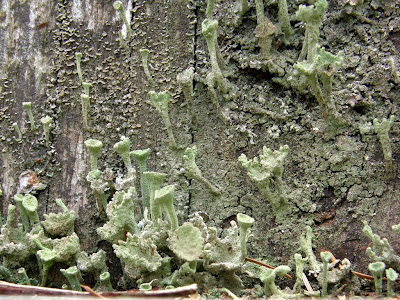crust lichen