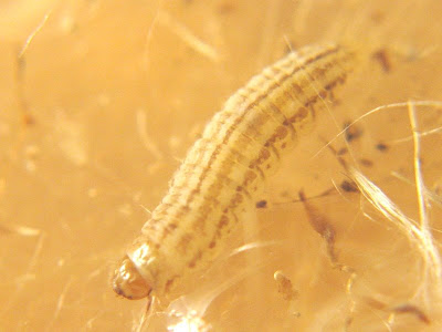 larvae breast. larvae breast. for larvae