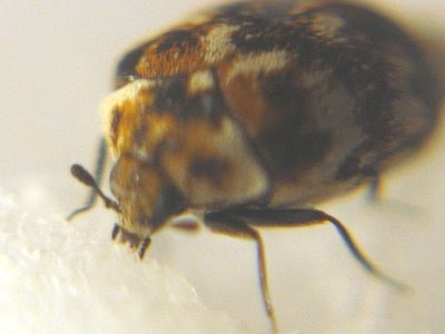 common carpet beetle. house called a carpet beetle