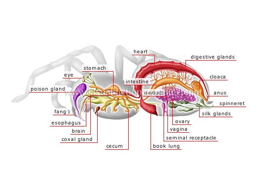 [anatomy-female-spider.jpg]