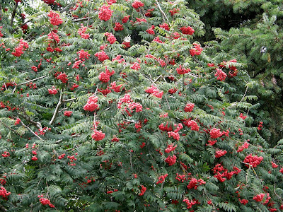 Redosier+dogwood+shrub