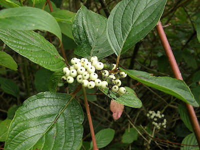 Redosier+dogwood+shrub