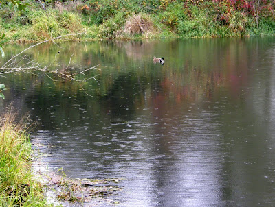 Rainy Pond