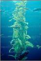 [kelp+1.jpg]