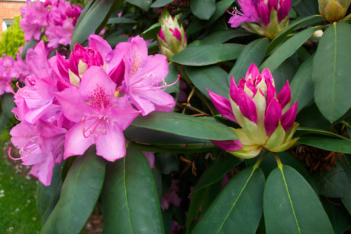 RHODODENDRON BLOOMS
