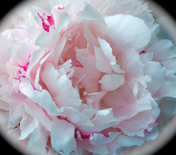 PEONY