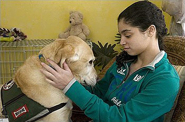 Petting Service Dogs Petting Service Dogs
