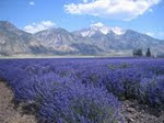 Lavender Festival