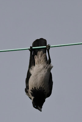 peregrine bird hooded crow