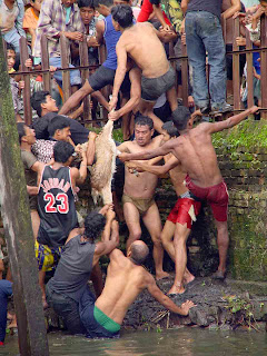 Stop festival : chèvres torturées à mort  Khokana+-+goat+tearing-low+reso