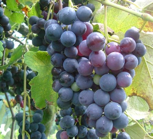 bulmaca bil uzum cinsleri