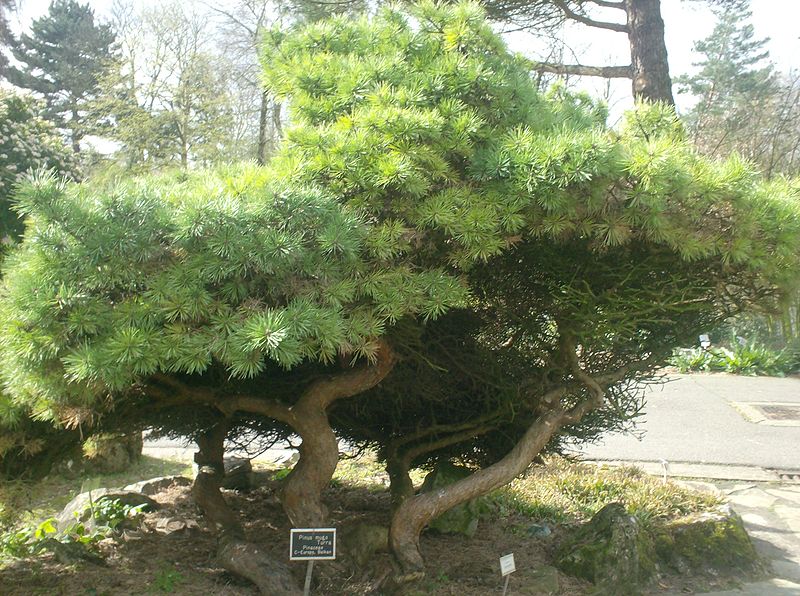 Pinus mugo turra