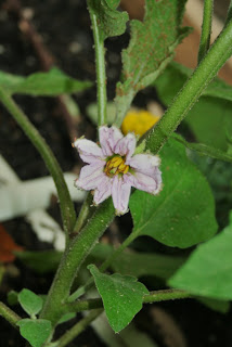 My New 30: Gardening Pests - Getting Rid of Aphids!