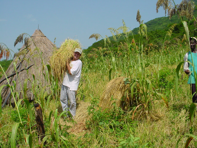 Working in the mountain rice field, Falessade, Guinea