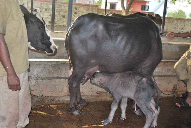 The she  buffalo feeding the new born calf